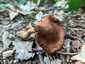 Mérges pókhálósgomba (Cortinarius orellanus), Pilis